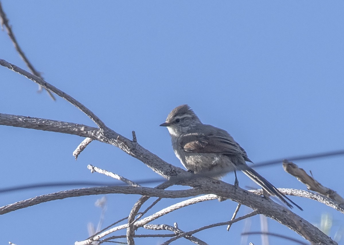 Plain-mantled Tit-Spinetail - ML528702411