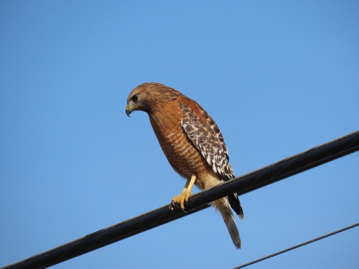 Red-shouldered Hawk - Blaire Smith