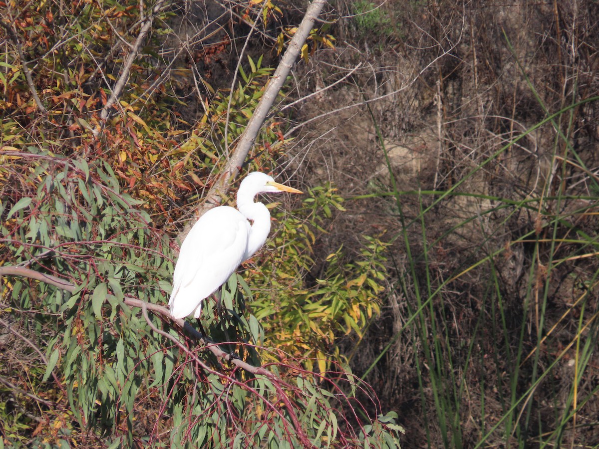 Great Egret - ML528704061