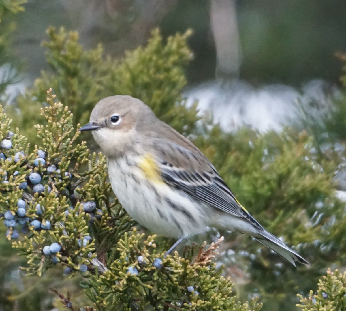 Yellow-rumped Warbler - ML528704761