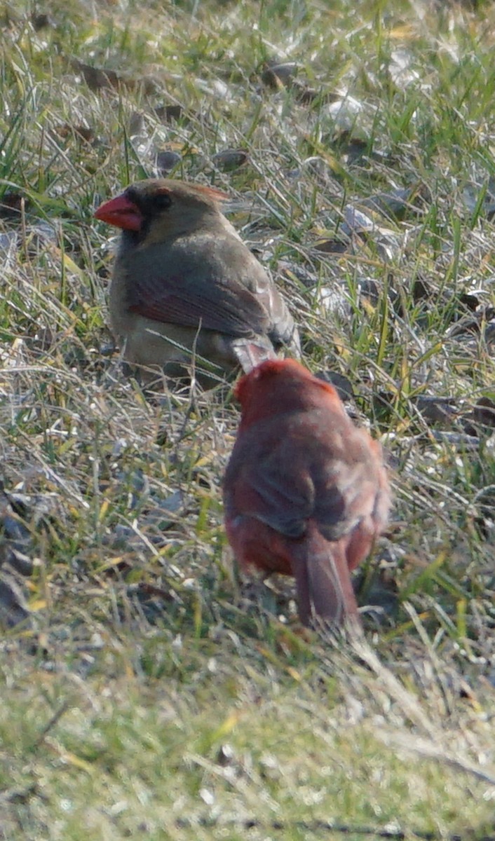 Northern Cardinal - ML528704821