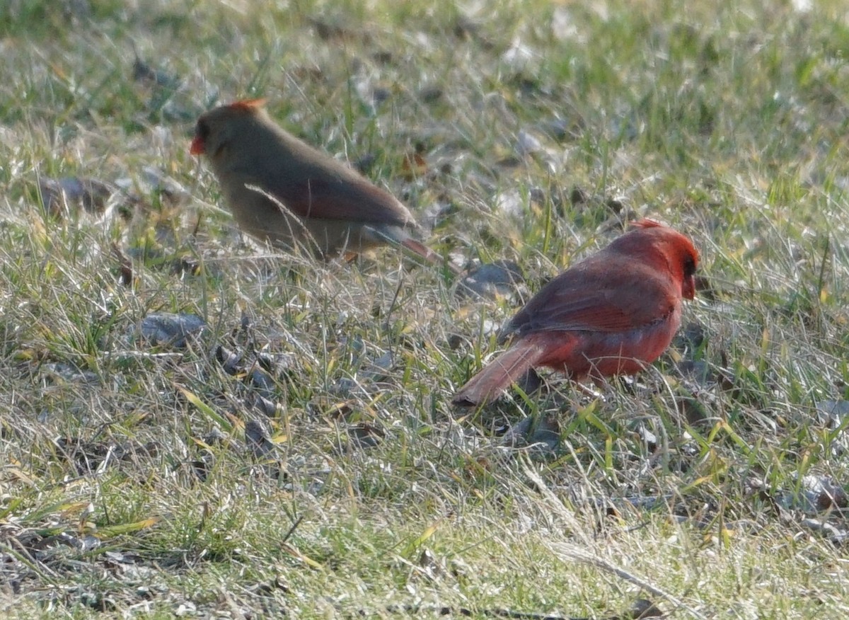 Northern Cardinal - ML528704831
