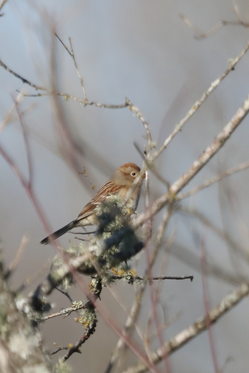 Field Sparrow - ML528705311