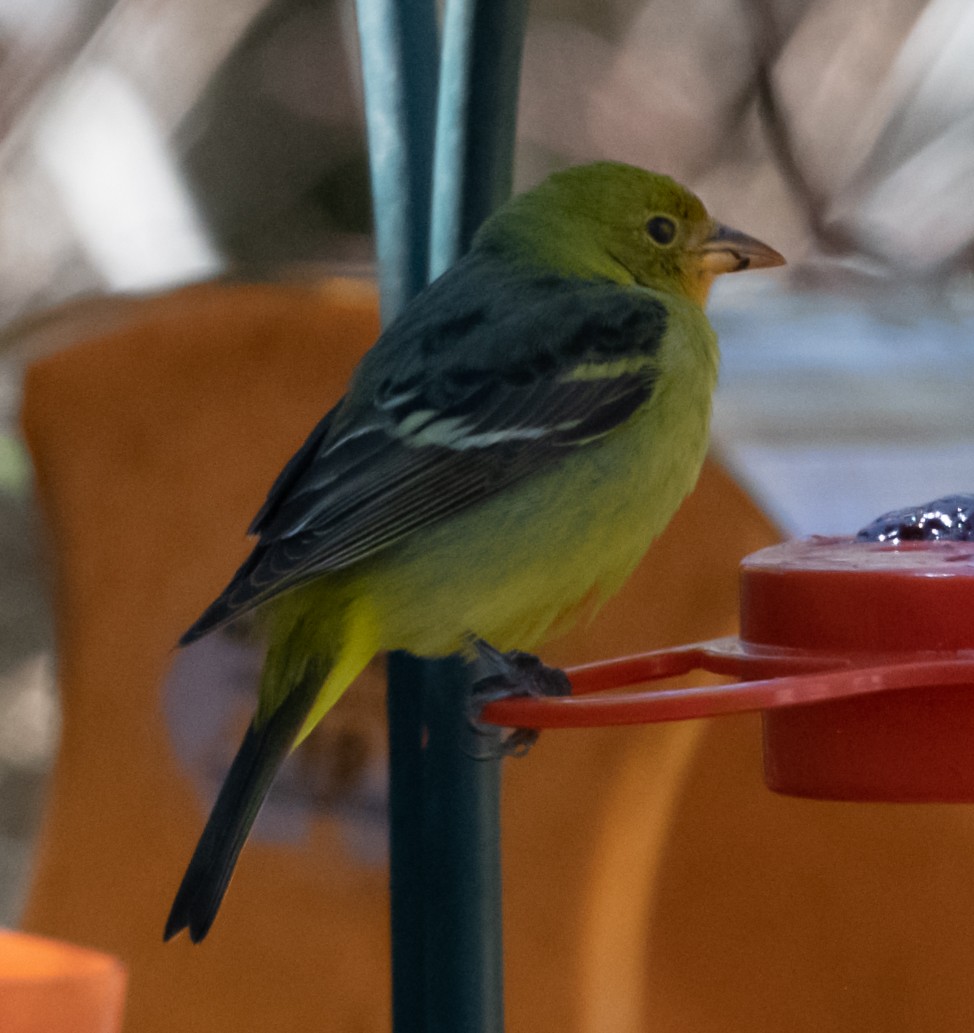 Western Tanager - Karen Chiasson