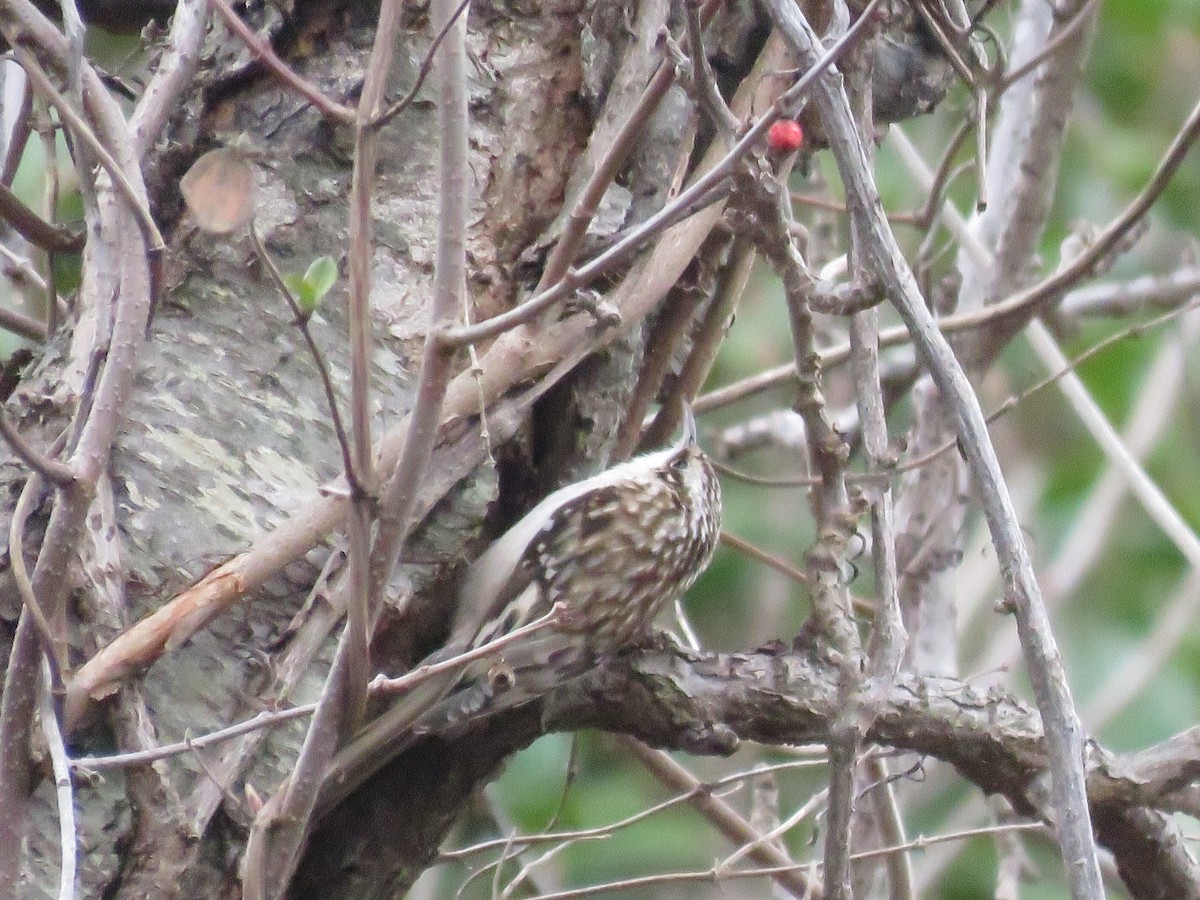 Brown Creeper - ML528707701