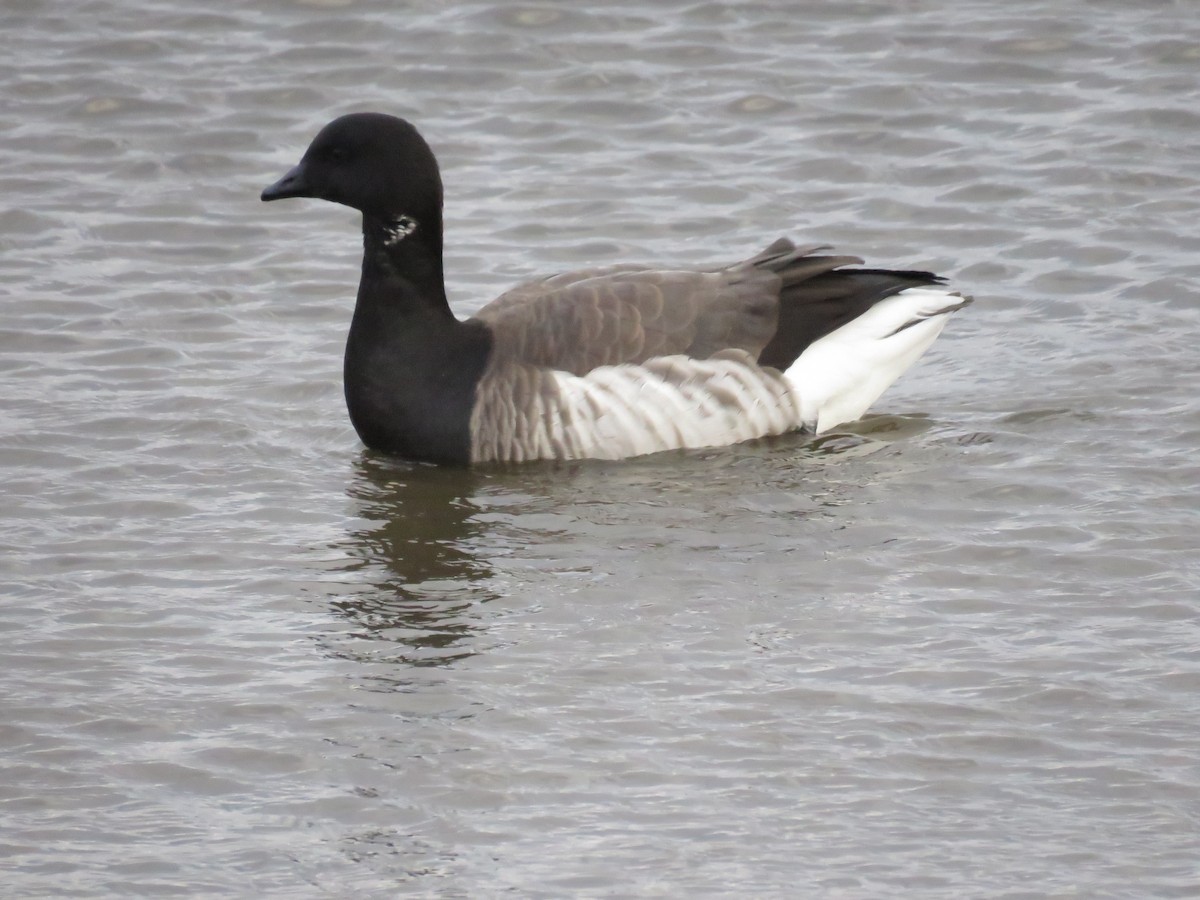 Branta musubeltza - ML528708201