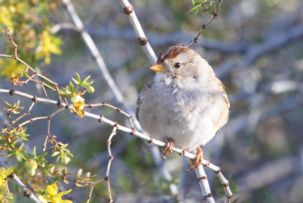 Bruant à couronne blanche - ML52870841