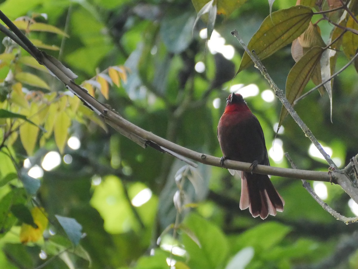 Crested Ant-Tanager - ML528709871