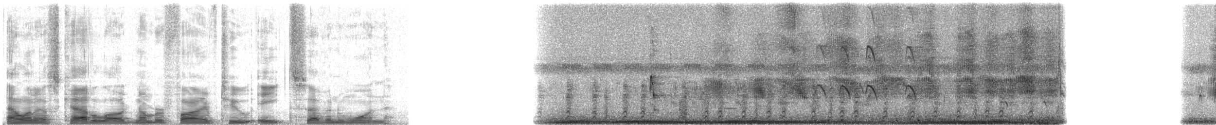 Boat-tailed Grackle - ML52871