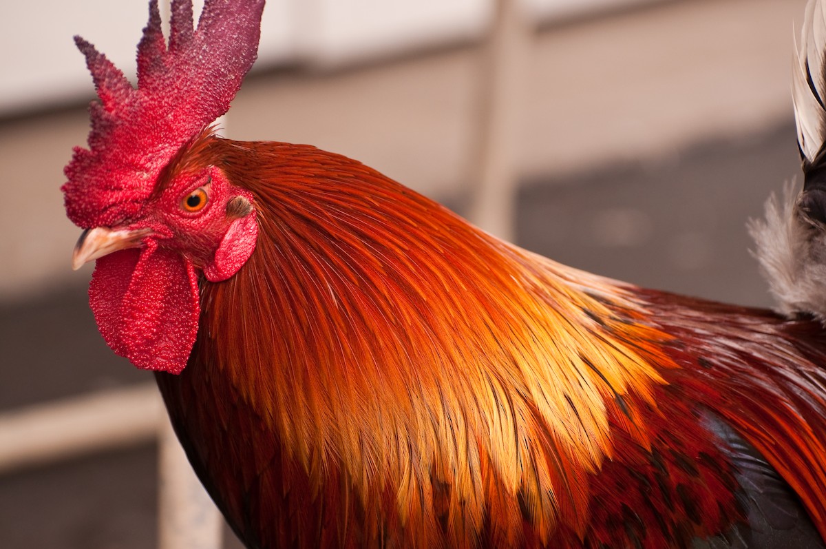 Red Junglefowl (Domestic type) - Jason Hedlund