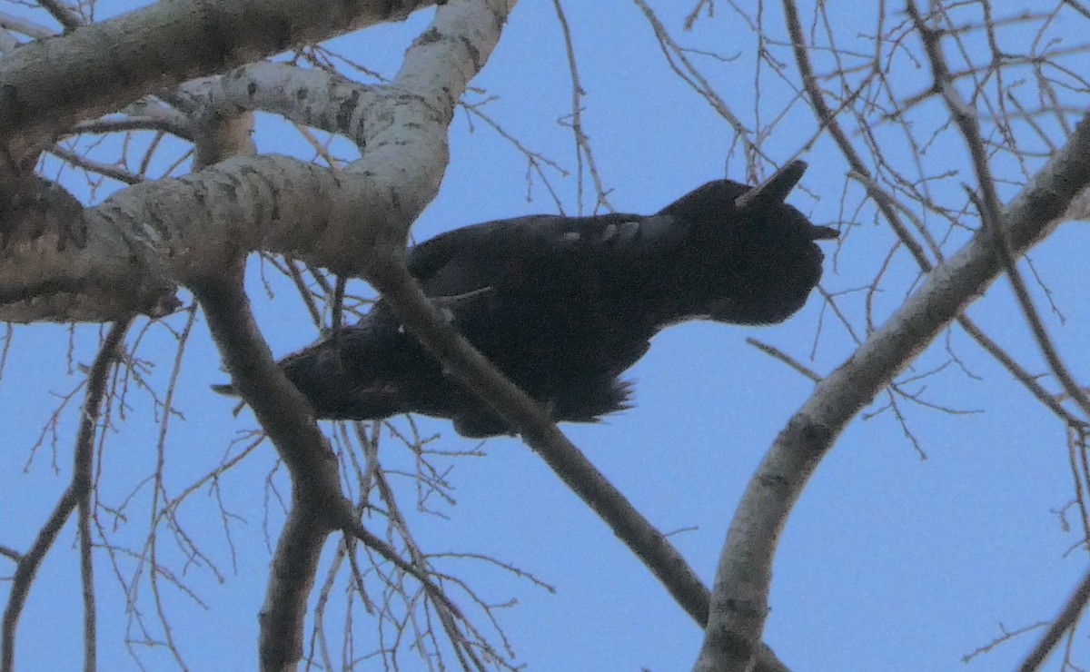 Common Raven - ML528711741