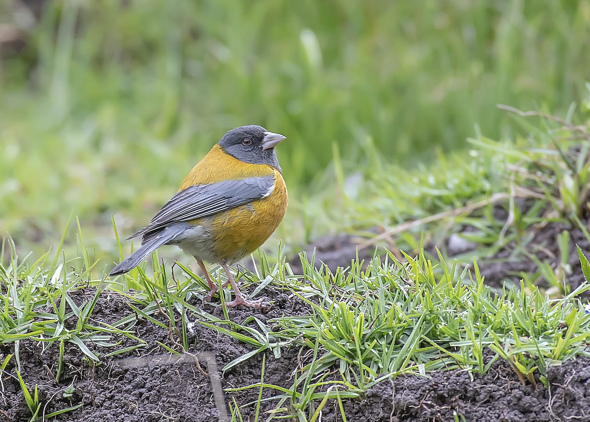 Peruvian Sierra Finch - ML528714161