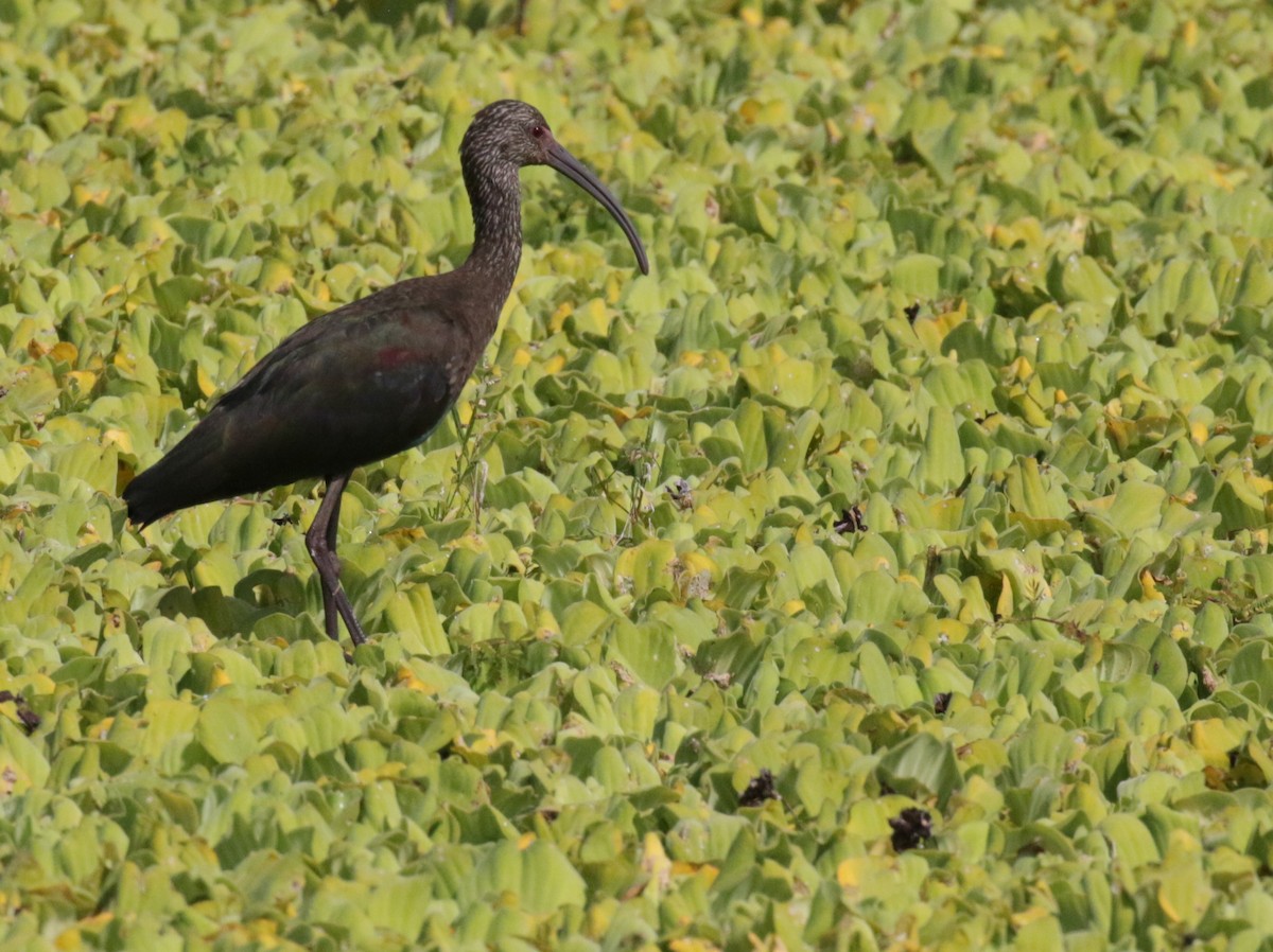 White-faced Ibis - ML528714421