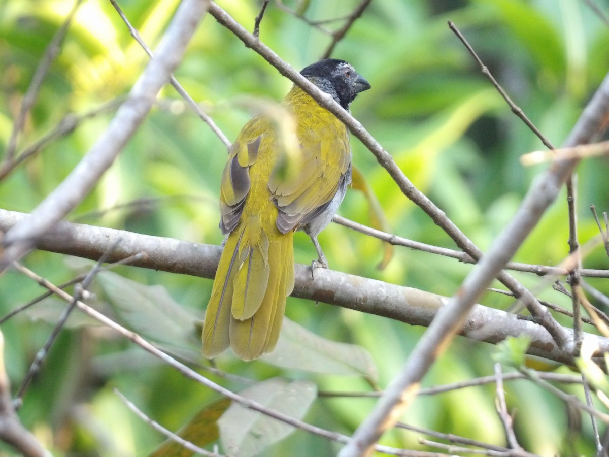 Buff-throated Saltator - ML528714561