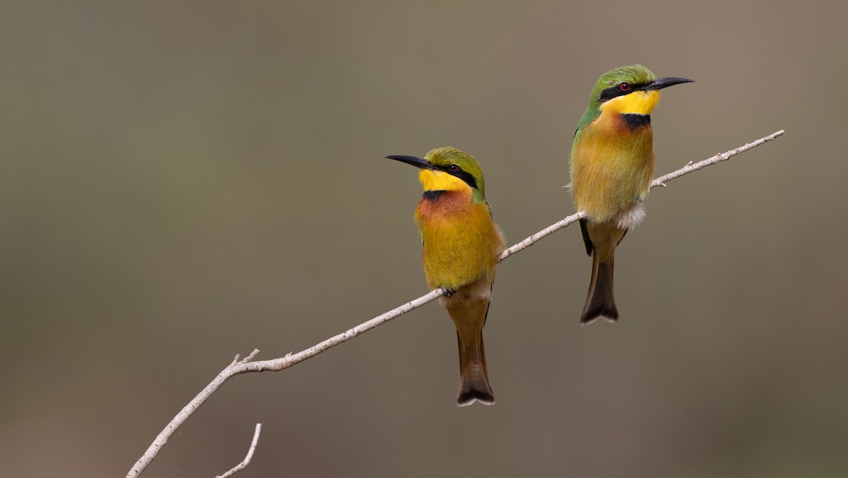 Little Bee-eater - Luke Seitz