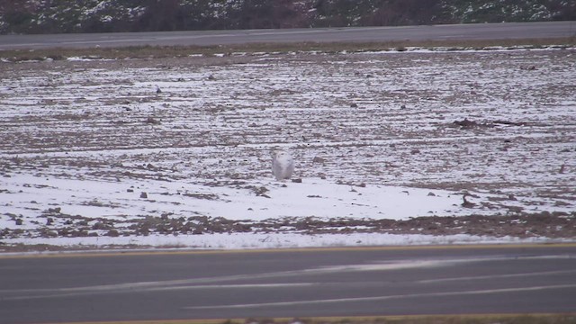 Snowy Owl - ML528717001