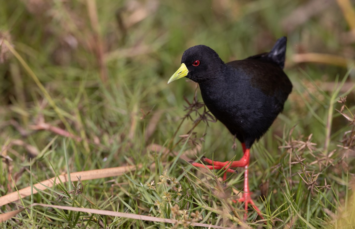 Black Crake - ML528718441