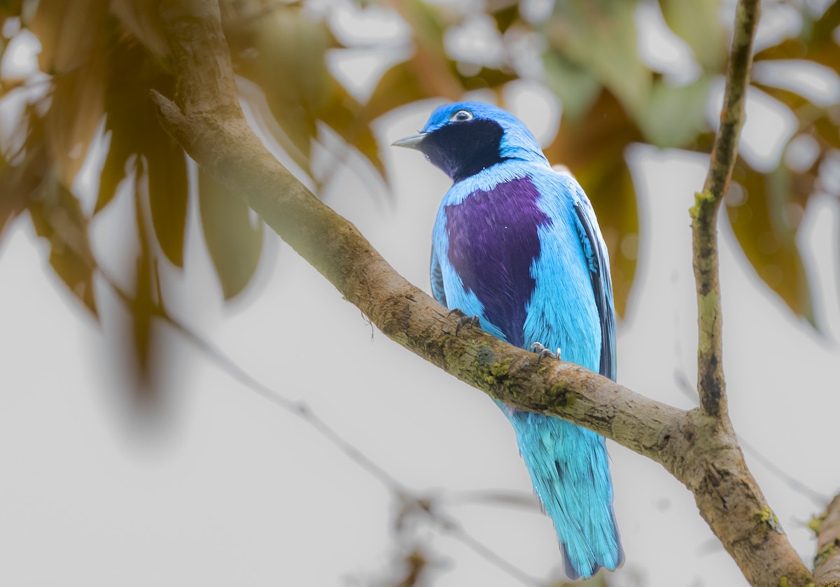 メキシコルリカザリドリ - ML528718661