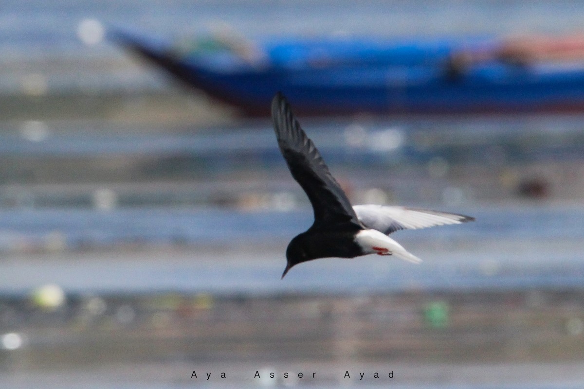 White-winged Tern - Aya Ayad