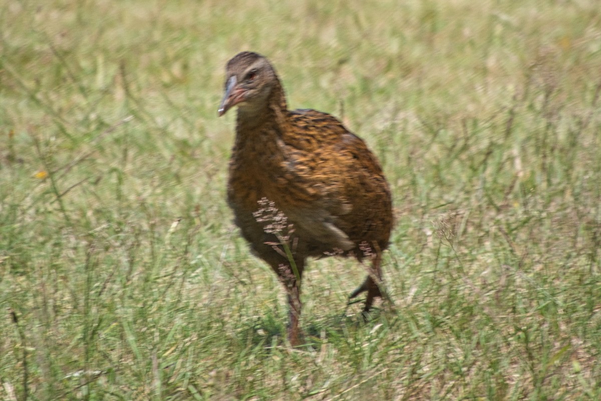 ニュージーランドクイナ - ML528719591