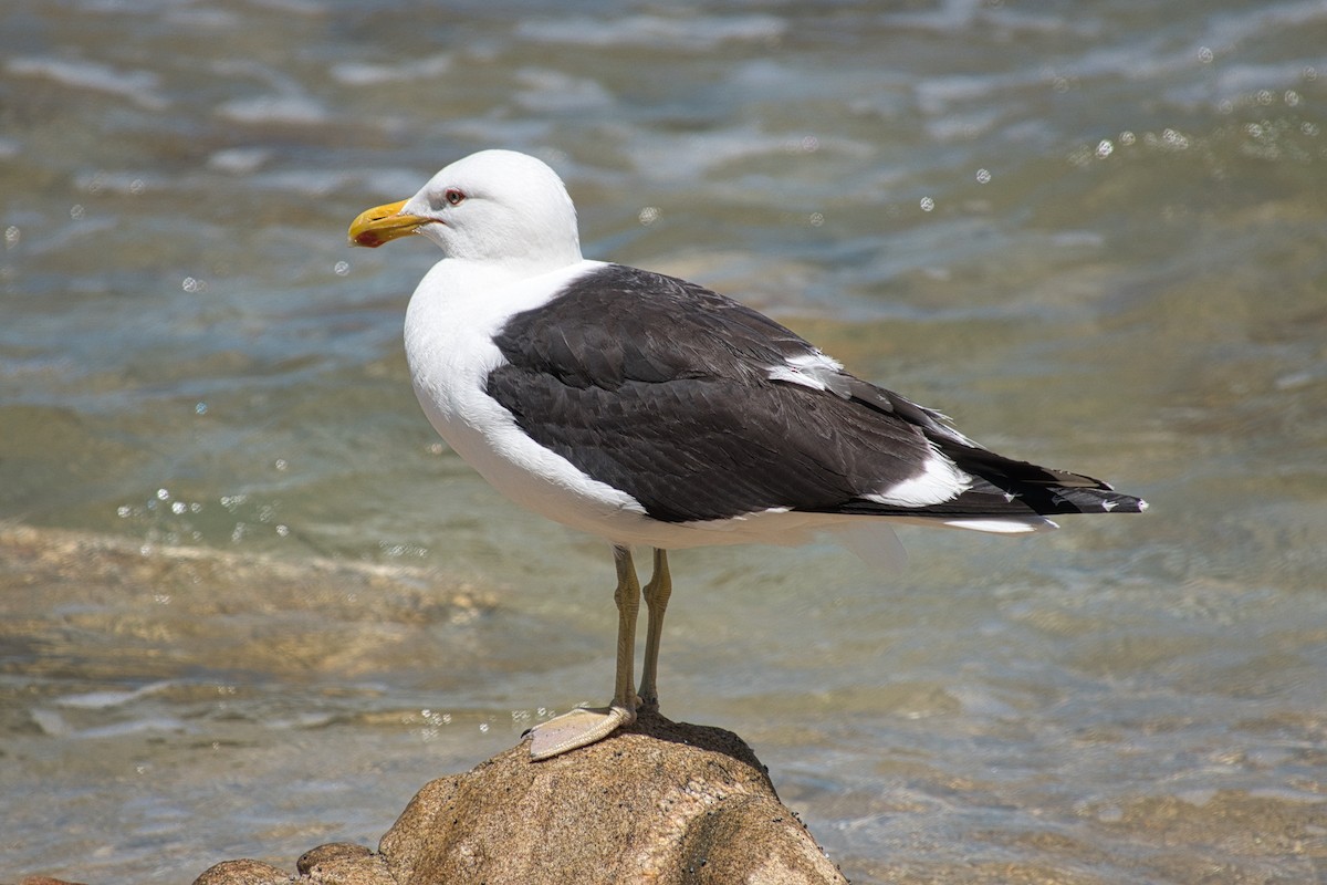 ミナミオオセグロカモメ - ML528719881