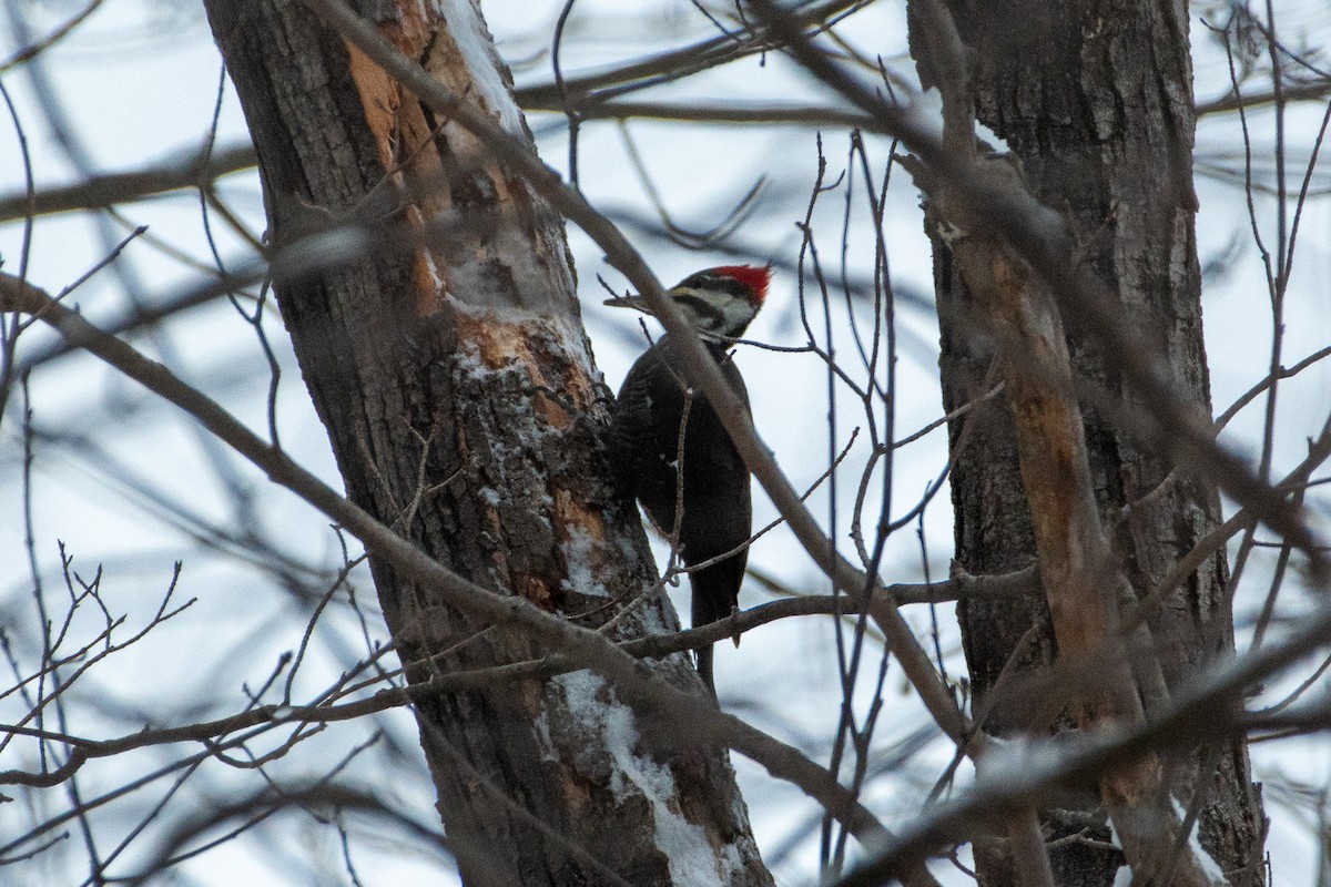 Pileated Woodpecker - ML528720111