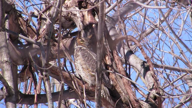 Great Horned Owl - ML528720591