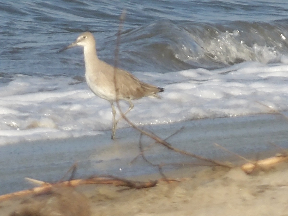 Willet - ML528721641