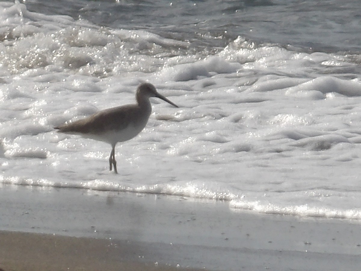 Willet - ML528721681