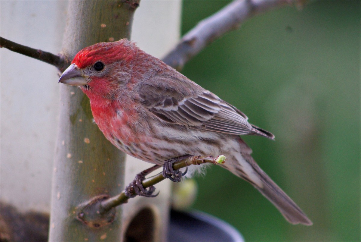 House Finch - ML528722101