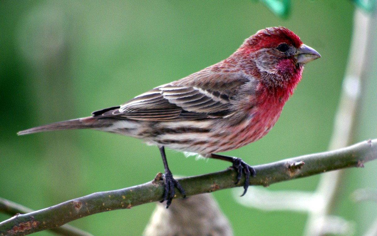 House Finch - ML528722121