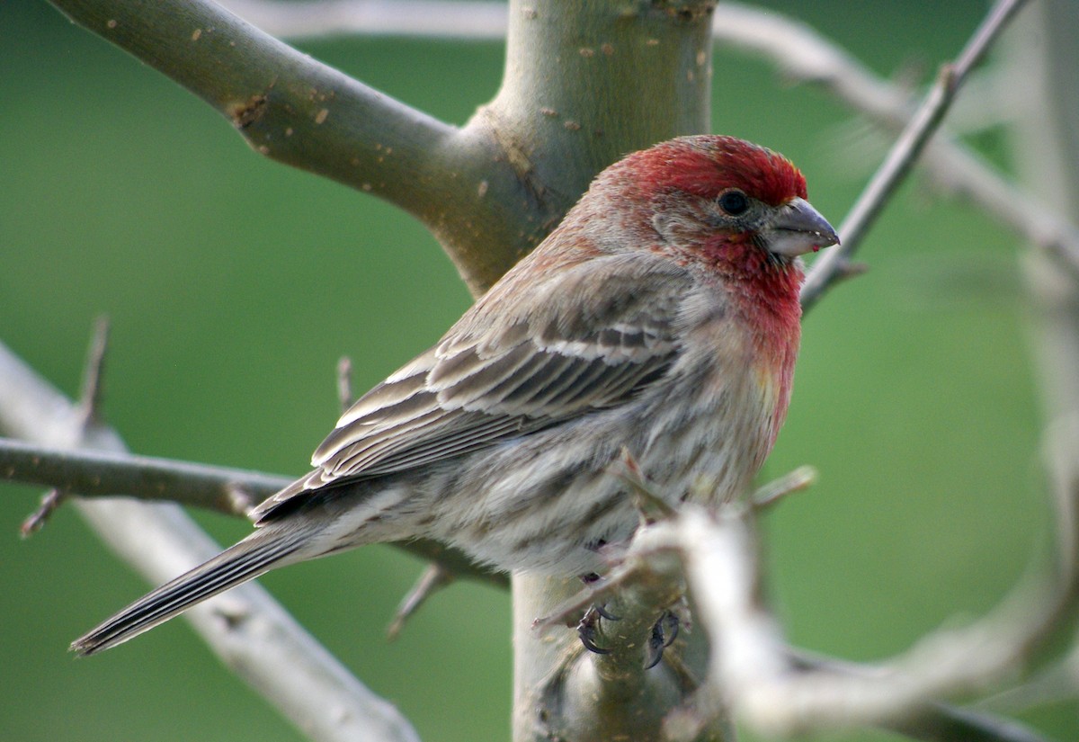 House Finch - ML528722131