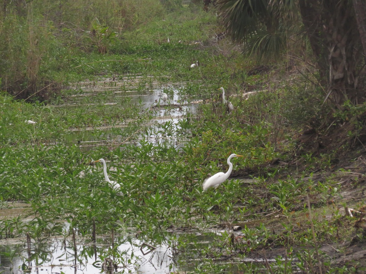 Great Egret - ML528727781