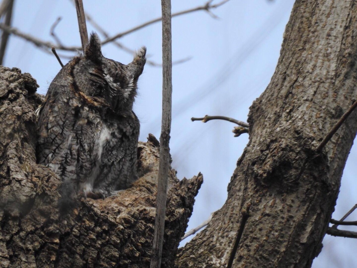 Eastern Screech-Owl - ML52872791