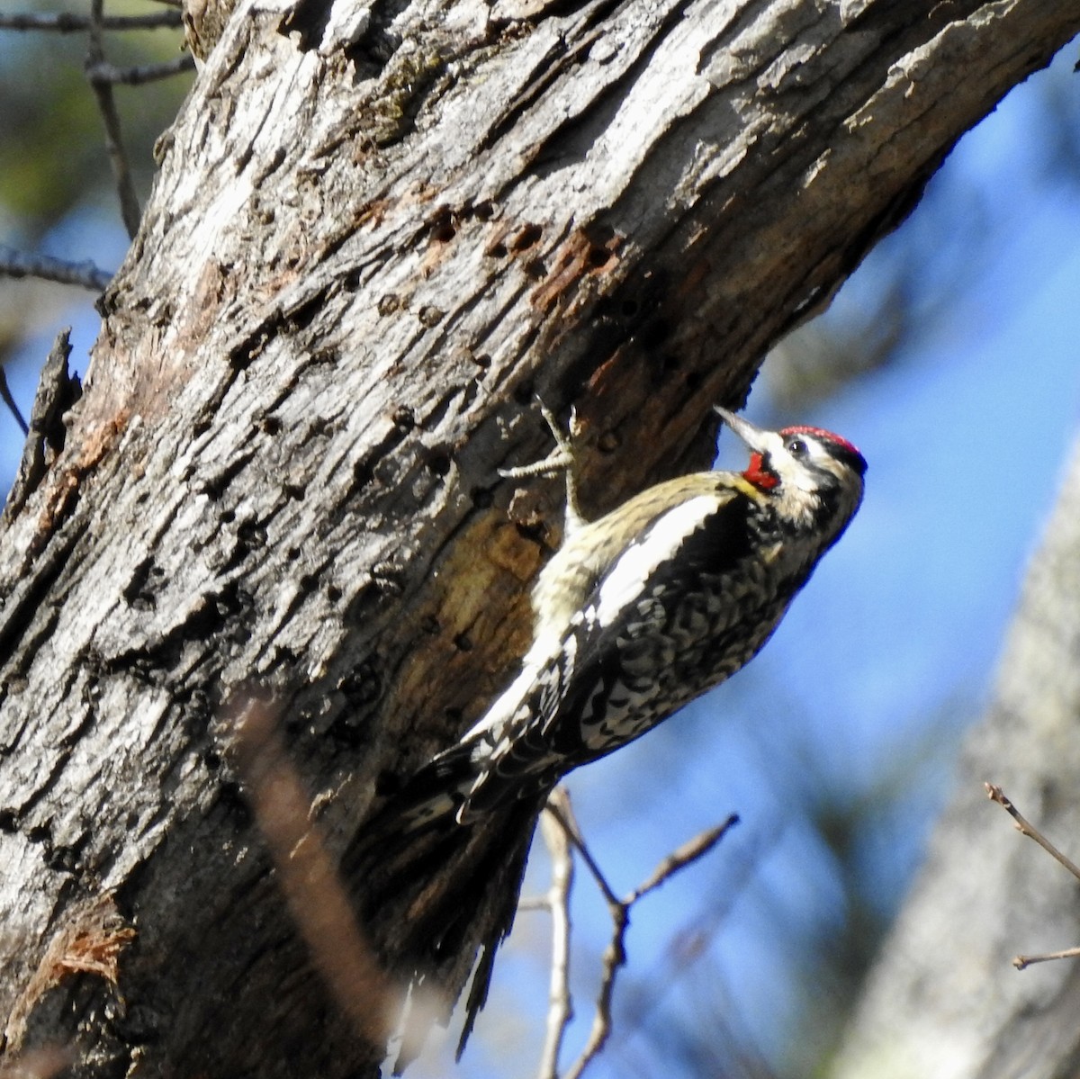 Yellow-bellied Sapsucker - ML528728161