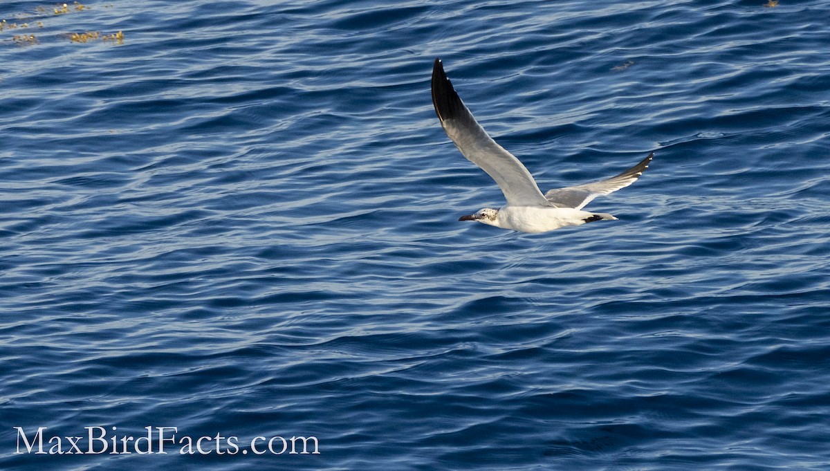 Laughing Gull - Maxfield Weakley