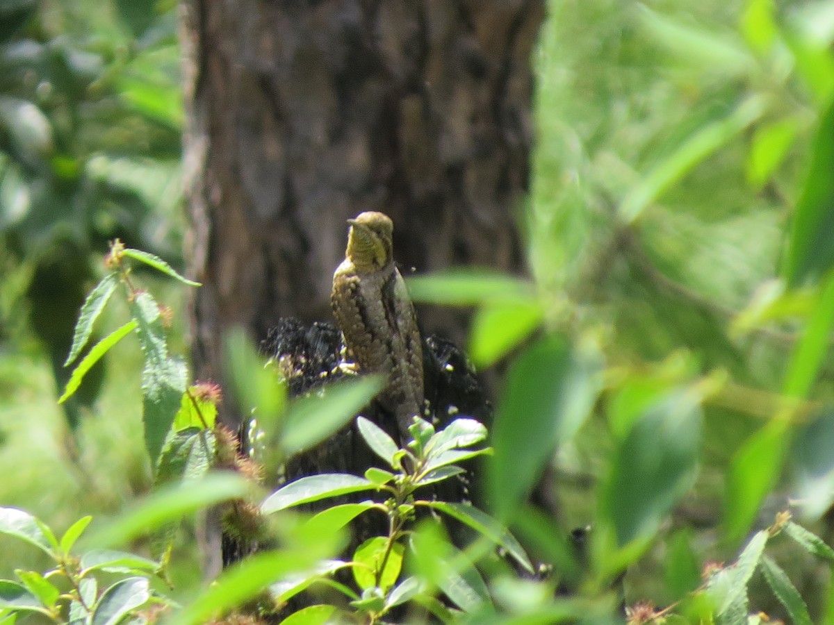 Eurasian Wryneck - ML52872901