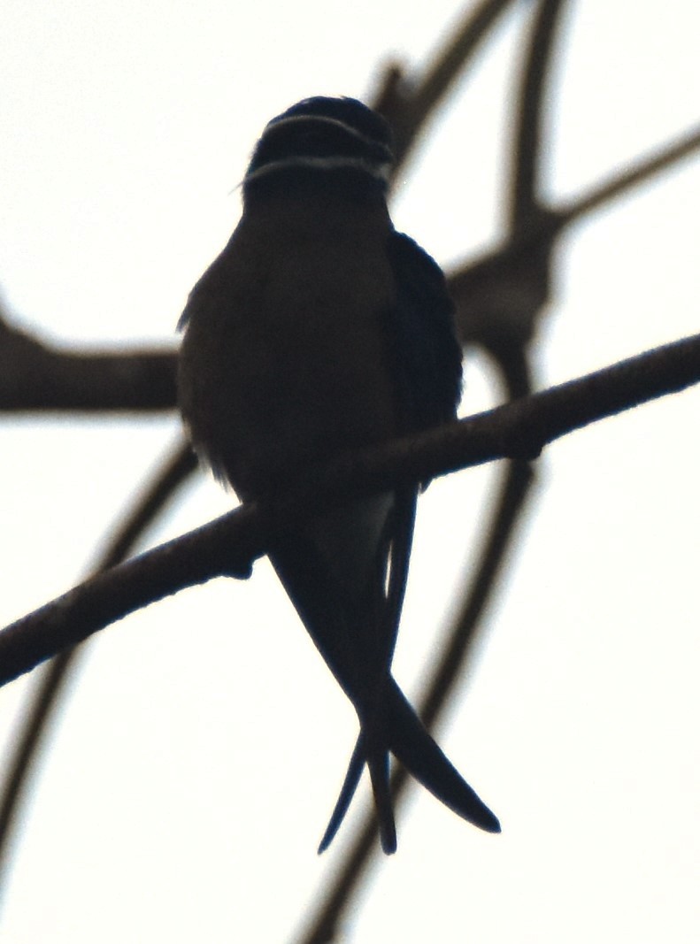 Whiskered Treeswift - Peter Kavouras