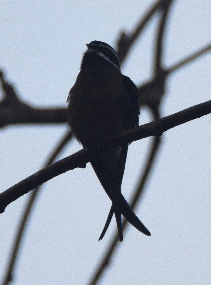 Whiskered Treeswift - Peter Kavouras