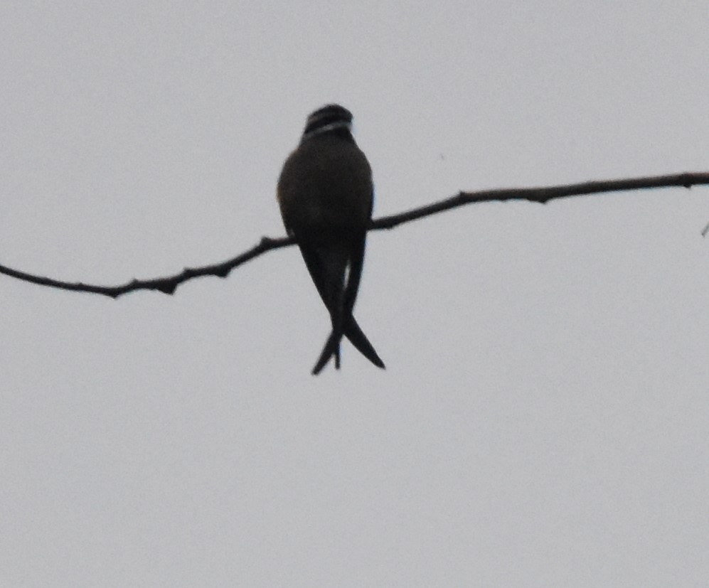 Whiskered Treeswift - ML528729811