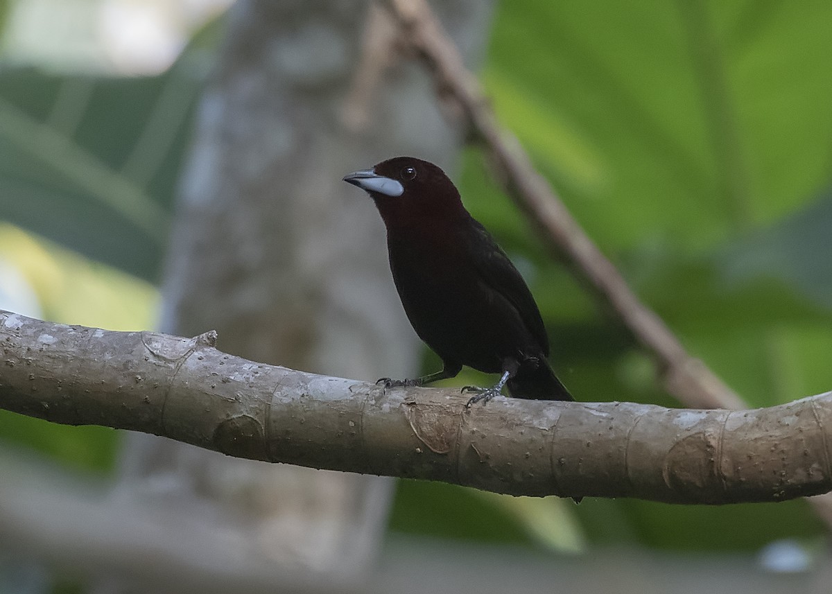 Silver-beaked Tanager - ML528729971