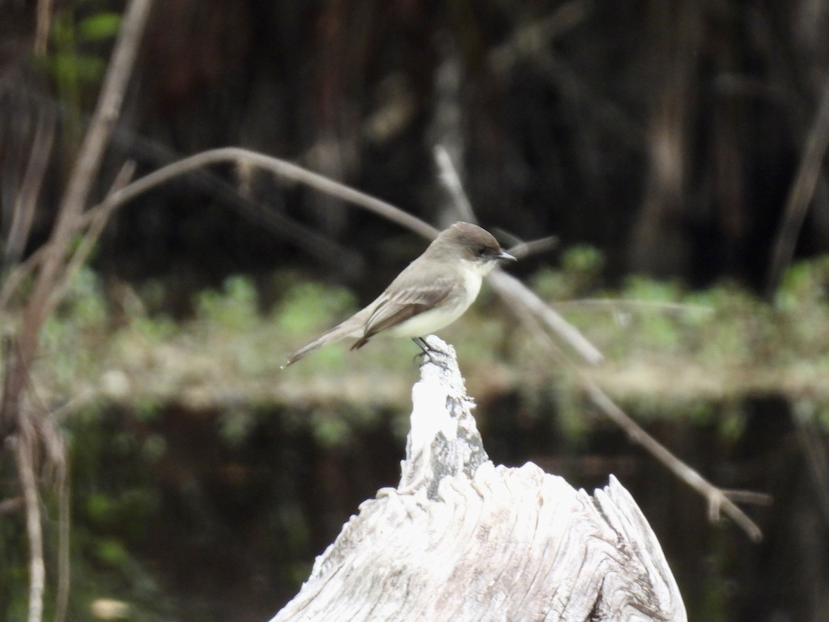 Eastern Phoebe - ML528730931