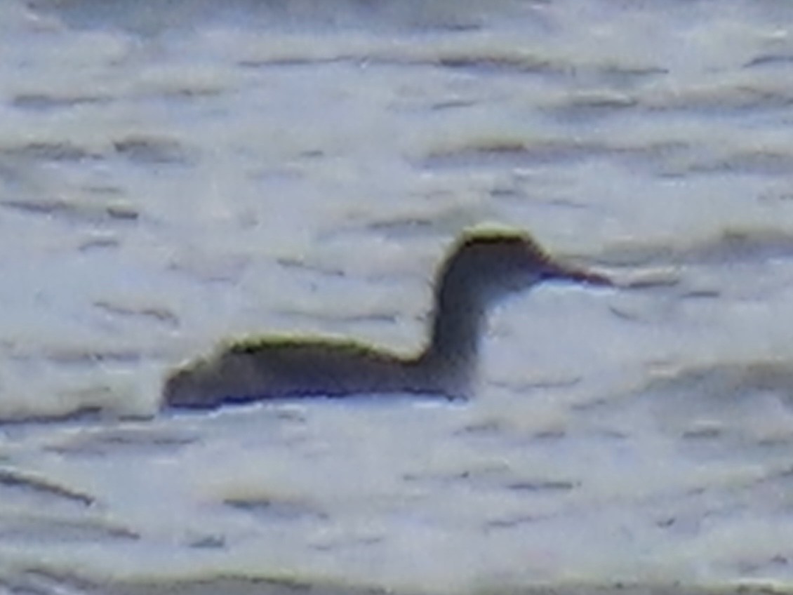 Red-necked Grebe - Jeff G