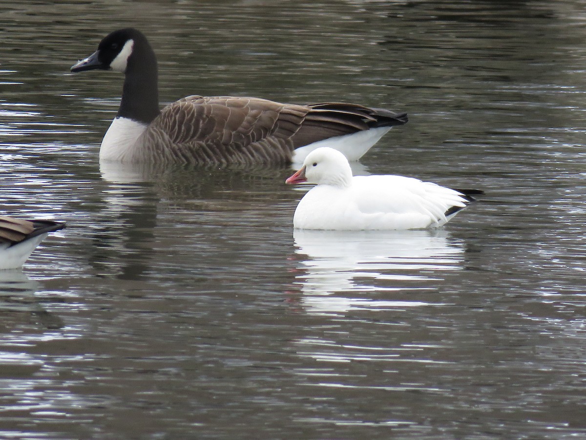 Ross's Goose - ML528735091