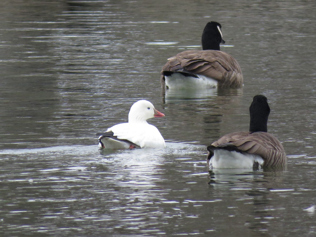 Ross's Goose - Cynthia Lamb