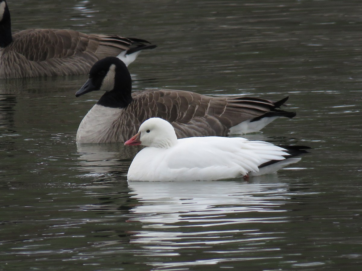 Ross's Goose - Cynthia Lamb