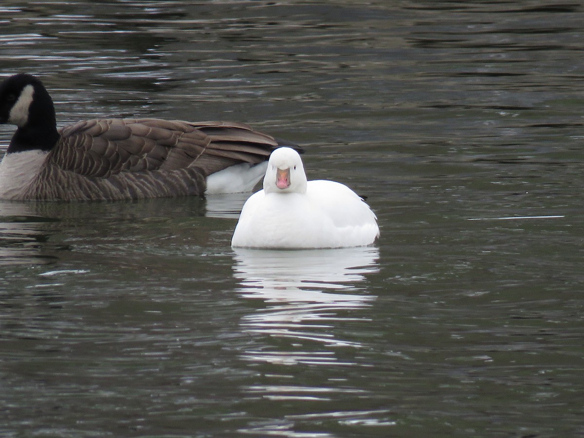 Ross's Goose - ML528737541