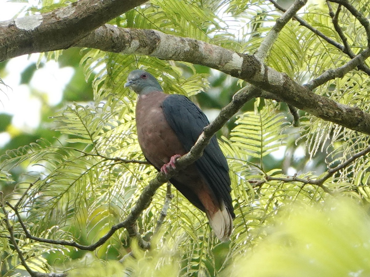 Pigeon à nuque bronzée - ML528738141