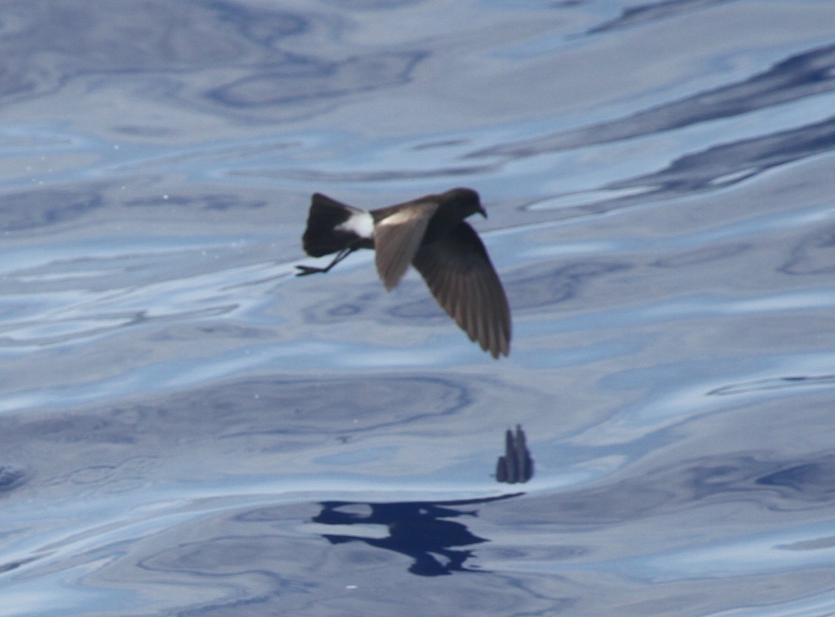 Wilson's Storm-Petrel - ML52873991