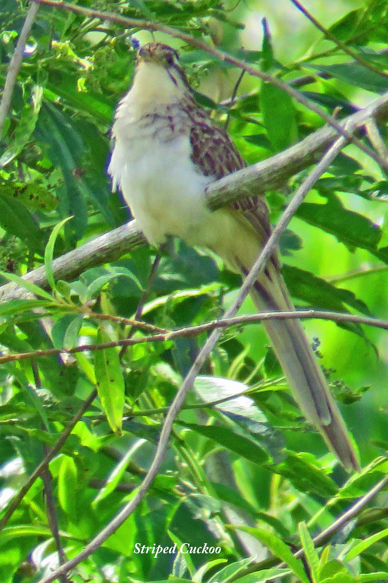 Striped Cuckoo - ML528740821